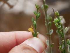 Lindenbergia arabica