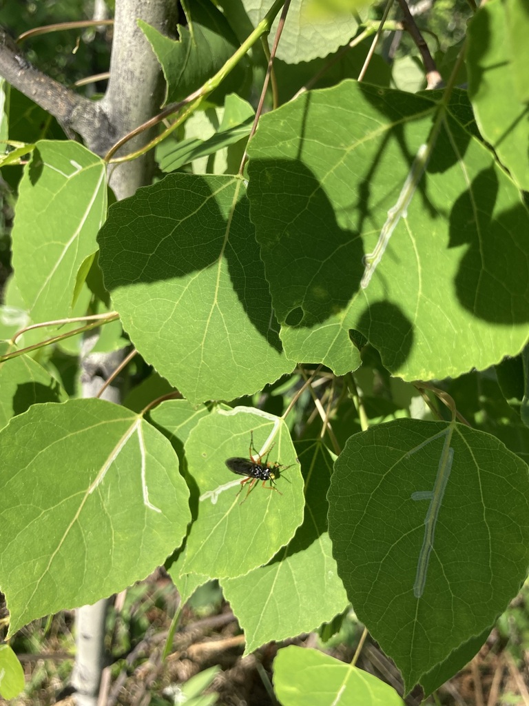 Aspen Serpentine Leafminer Moth from Foothills County, AB, Canada on ...