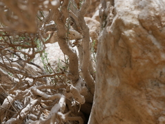 Lindenbergia arabica