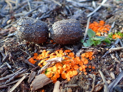 Byssonectria terrestris