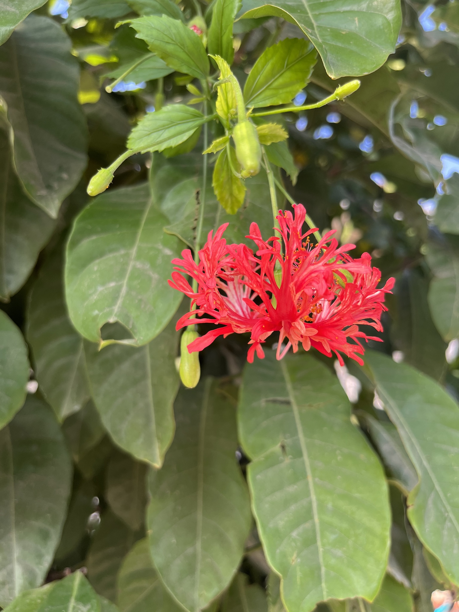 Imagem de Hibisco-aranha