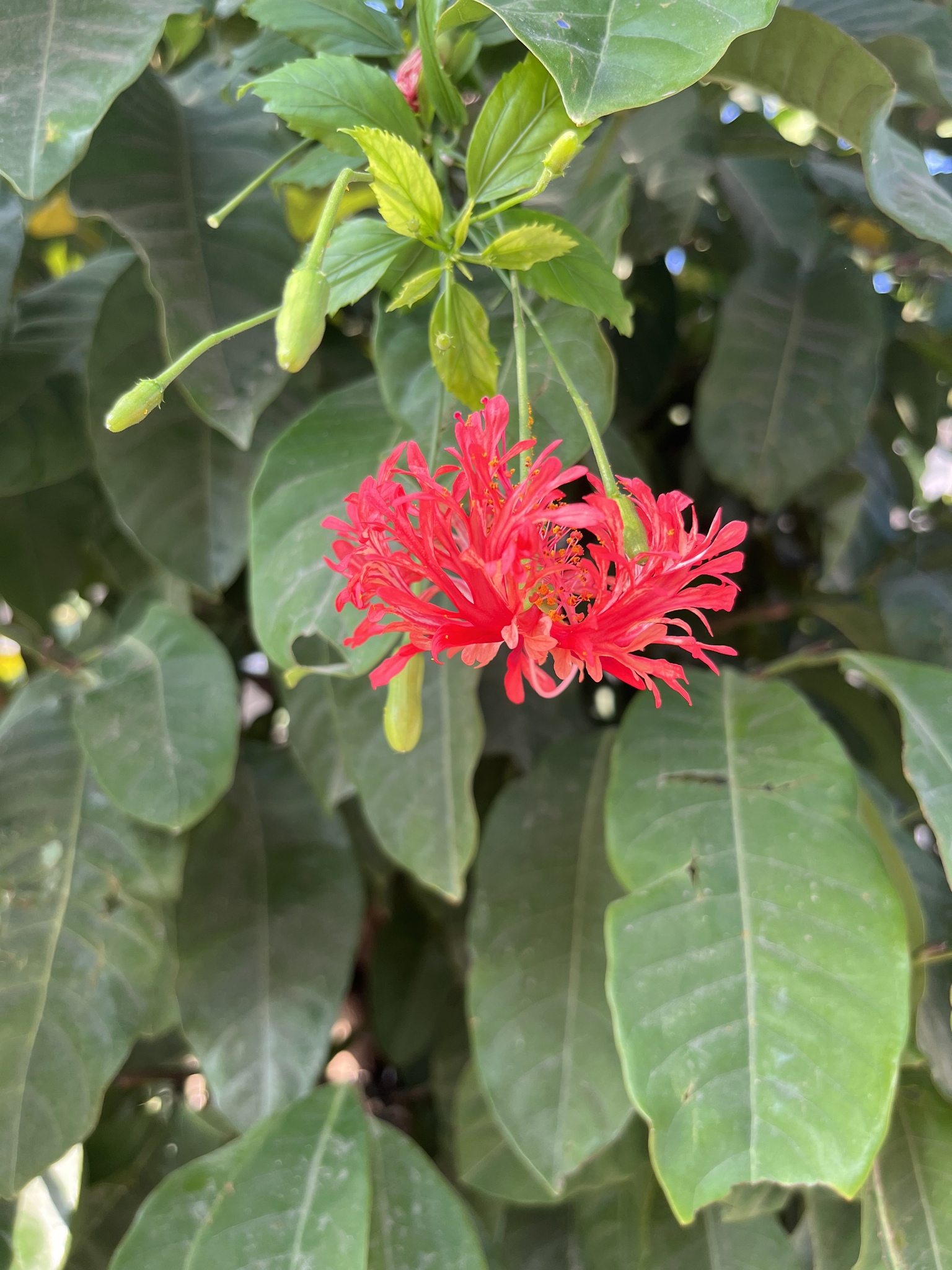 Imagem de Hibisco-aranha
