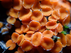 Byssonectria terrestris