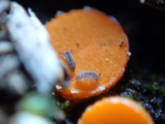 Byssonectria terrestris