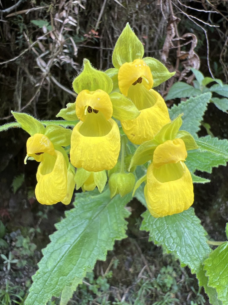 Calceolaria perfoliata