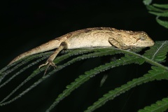 Diploderma polygonatum xanthostomum