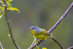 Phylloscopus xanthoschistos