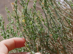 Lindenbergia arabica