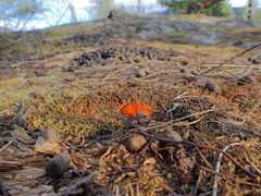 Byssonectria terrestris