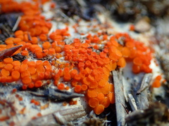 Byssonectria terrestris