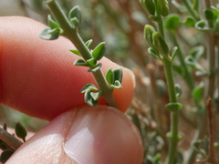 Lindenbergia arabica