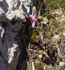 Ophrys ferrum-equinum