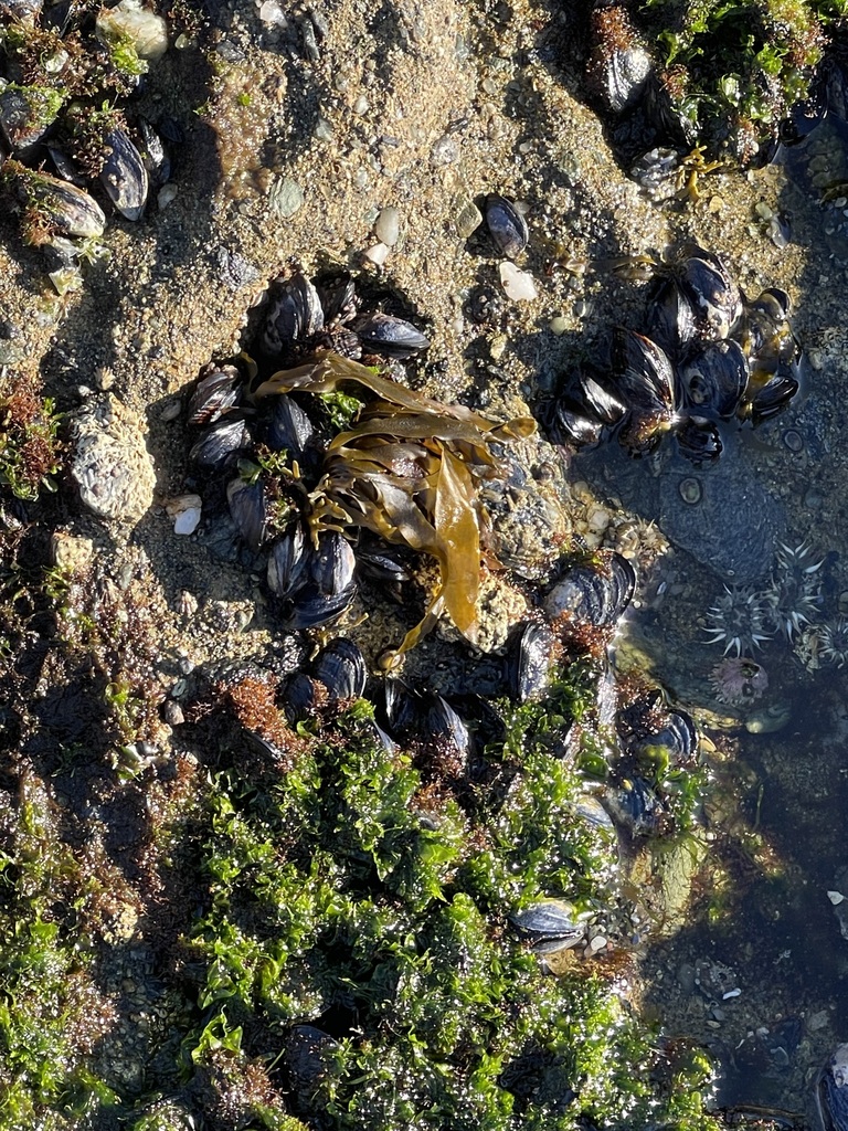 California Mussel from Victoria Beach, Laguna Beach, CA 92651, USA on