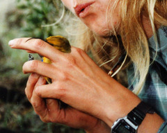 Hemignathus wilsoni
