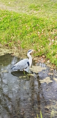 Ardea cinerea