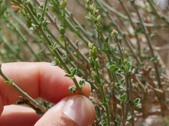 Lindenbergia arabica