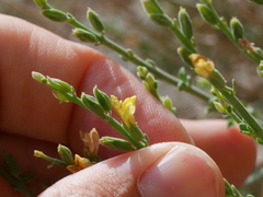 Lindenbergia arabica