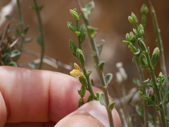 Lindenbergia arabica