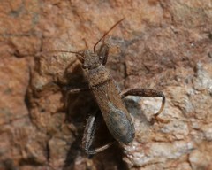 Heegeria tangirica