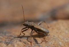 Heegeria tangirica
