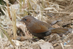 Grammatoptila striata