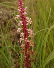Satyrium cristatum