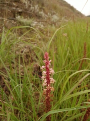 Satyrium cristatum
