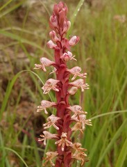 Satyrium cristatum