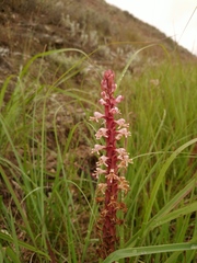 Satyrium cristatum