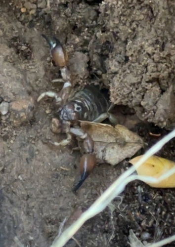 Photo of California Swollenstinger Scorpion (Anuroctonus pococki)