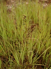 Habenaria filicornis