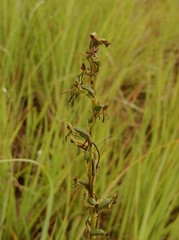 Habenaria filicornis