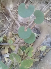 Aristolochia taliscana