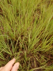 Habenaria filicornis