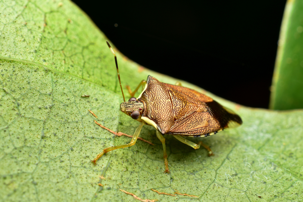 Podisus Aenescens From Wg6f+3qp, San José, San Pablo, Bolsón, Costa 