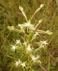 Habenaria nyikana