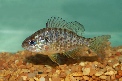 Pumpkinseed