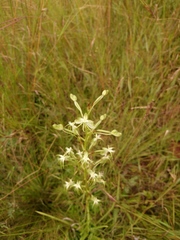 Habenaria nyikana