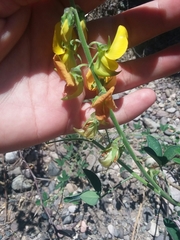 Crotalaria incana
