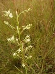 Habenaria nyikana