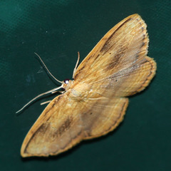 Lepidoptera