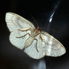 Lepidoptera