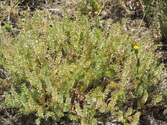 Lepidium oblongum