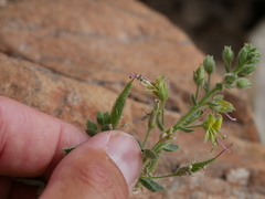 Cleome dolichostyla