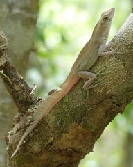 Anolis homolechis