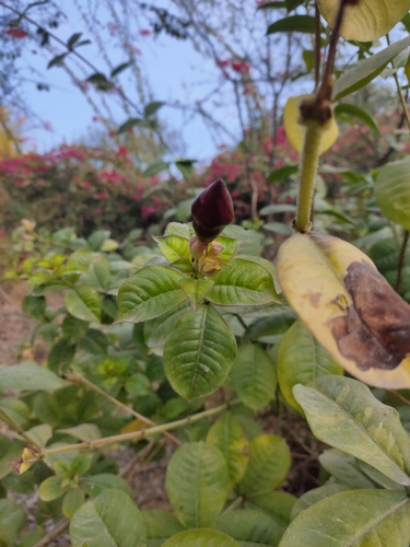 Foto de Alamanda-roxa