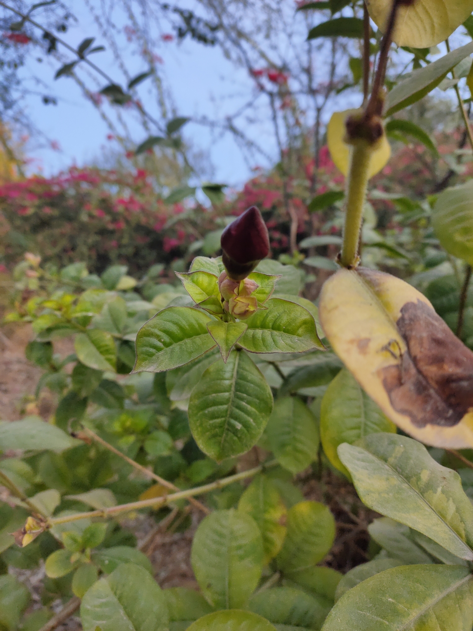 Imagem de Alamanda-roxa