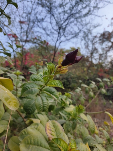 Foto de Alamanda-roxa