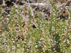 Lepidium oblongum