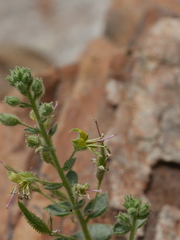 Cleome dolichostyla